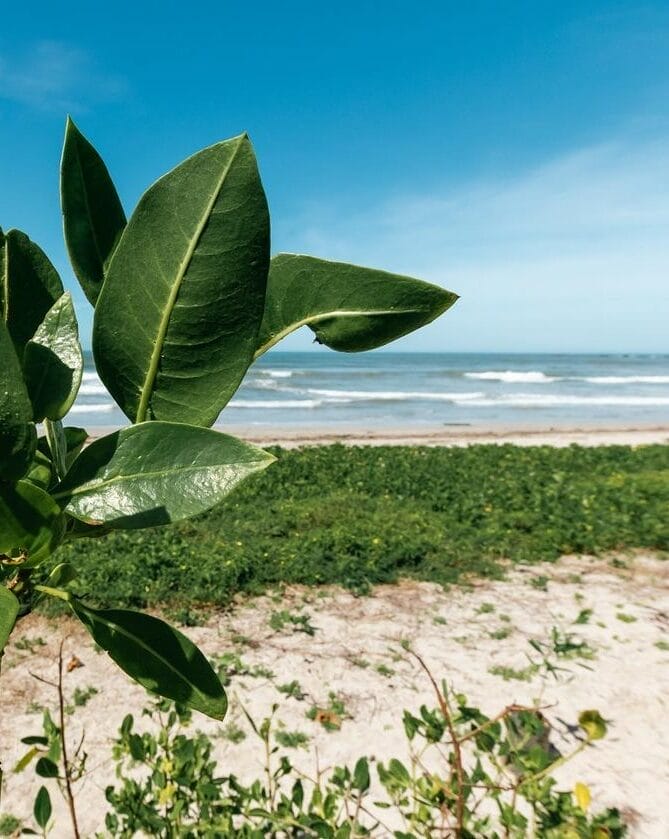 Green plant leaves in front of a sandy beach and ocean waves.